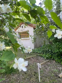 The house in the heart of the cedars - Image 2