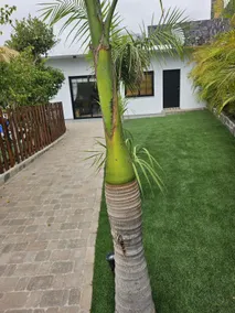 Exclusive House · Shared Pool & Spa · Near Adeje - Image 2