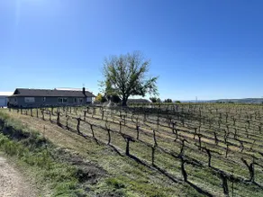 Vineyard and winery guest house - Image 2
