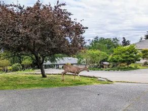 Spacious Family retreat w ocean view, Pet friendly - Image 5