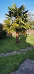 Townhouse ”The Palm Tree” - Image 5