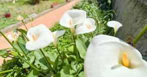 Garden - Close to ramparts - Image 3
