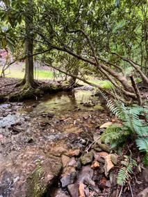 Ferngully Cottage / Hot Tub / Mtn Stream - Image 3