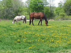 Private 76 Acre Rideau Lakes Retreat with Trails and Horses - Image 3