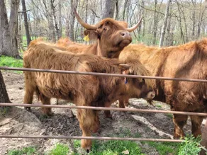 The Highland Bin at Haywire Acres, Highland Cows - Image 2