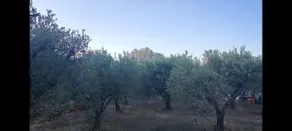 Lamia Giulia Romantic stone house with olive grove - Image 5