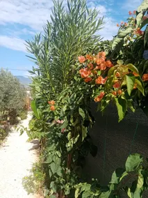 Riviera Bungalow Evleri Demre - Image 5