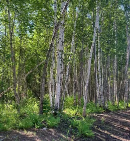 Trail House Talkeetna! - Image 2