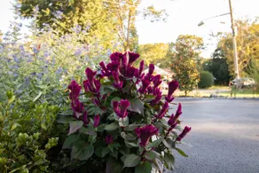Exceptional & Central, Garden Suite, Top Amenities & Care! - Image 3