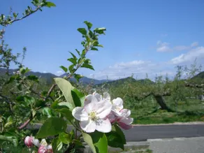 A house in an apple orchard. Stay in a cafe-like atmosphere in a refreshing open living room. - Image 4