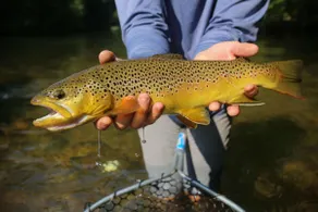 REELaxed on Watauga River, Fishing, Family Fun! - Image 3