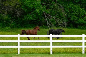 Catch The Dream:; An Immersive Equestrian Escape - Image 5