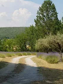 Les Néfliers chambre d'hôtes - Image 2