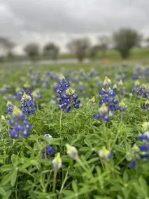 Bluebonnet Bend: Country Escape - Image 2