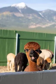 Guesthouse at Starstruck Alpaca Ranch - Image 2