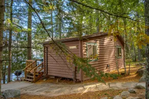 White Pine - Image 2