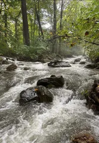 Riverfront • 10 acre woods • 4BR 3BA • sleeps 10 - Image 3