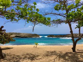 The Caribbean Nest - Image 3