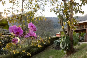 House immersed in nature - Image 5