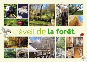 L'éveil de la forêt 2 Gîte - Image 5