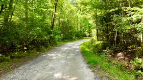 Peaceful 8 Acre Forest Sanctuary Near Lake Chatuge - Image 2