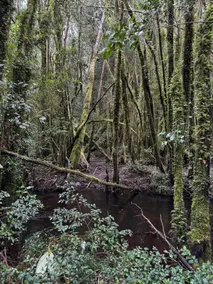 Cozy cabin nestled in Valdivian Forest - Image 3