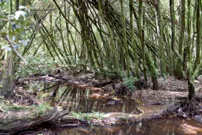 Cozy cabin nestled in Valdivian Forest - Image 4