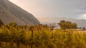 Bold Reserve – Herrera Vineyard Estate Home - Image 4