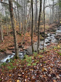 Spacious 4 bdr near Burke Bike Kingdom Trails - Image 4