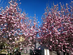 Serenity Garden - Image 4