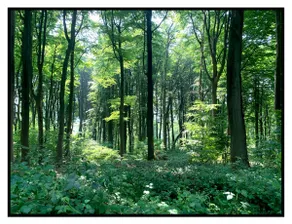 Zjuul Zeke - Kluisbergen (view of Spijkerbos) - Image 2