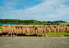 4 people rice farm stay with a private garage ample parking space - Image 2