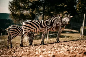 Studio Wild Park Panorama with Hot tub and Sauna - Image 5