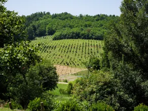 Country house among the hazelnuts - UNESCO area - Image 3