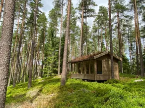 Forest house among blueberries and pine trees - Image 3
