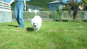 [Dogs OK! Sauna & BBQ included] 1-minute walk from Minami-Notani Beach | Fully equipped with a dog run for a relaxing vacation with your dog - Image 2