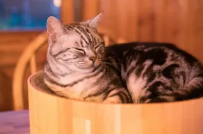 Deep in the woods / Pet-friendly / Private sauna / Wood stove / BBQ grill - Image 3
