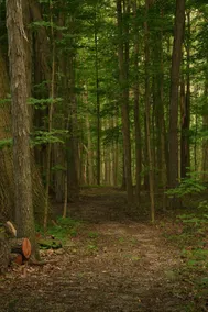 Ma & Pa's 1820 Cabin Firepit Trail w/Outdoor Bath - Image 3