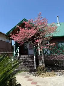 6 minutes by car to Izumo Taisha Shrine! A log house full of the warmth of wood that can be rented by 4-5 people - Image 2