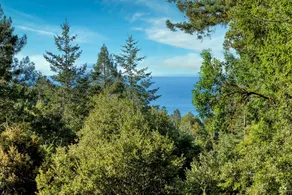Canyon & Ocean View Cabin in the Redwoods - Image 4