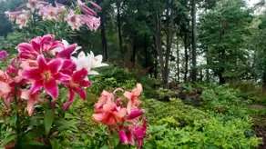 LAKE HOUSE with best scenic views in Helsinki area - Image 4