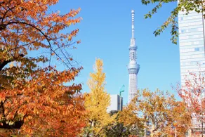 【Ryogoku/Asakusa】Sumo nearby/70sqm Privatefloor6F - Image 4