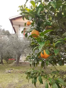 Cottage among the olive trees near the sea IT009031C2OFLEBT3J - Image 3