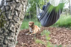Peace|Dog|Fenced garden|Fire bowl - Image 2