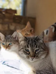 Le Chat Blanc Gîte - Image 4