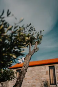 Casa da Mina Studio ”Urgueira” - Pendilhe - Image 2