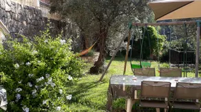 OLIVE TREES - Image 3
