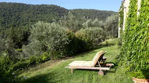 OLIVE TREES - Image 5