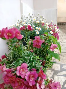 Amenorade's little house - Image 4