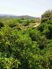 Veranda with Endless View among Orange Trees - Image 4